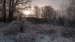 Как-то в ноябре.. (Феликс Цешнатий)