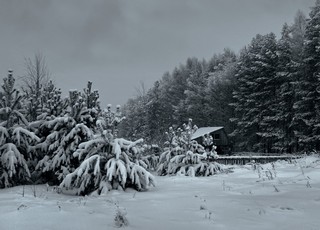 На лесной опушке жила зима в избушке... (Ольга Цешнатий)