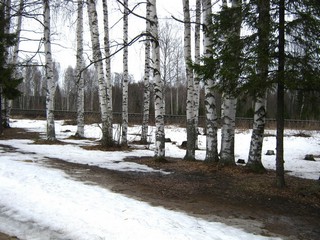 Берёзы, апрель (Дмитрий Зонов)