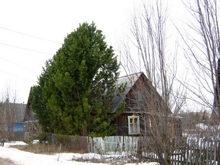 Кедры (Дмитрий Зонов)