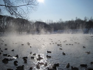 Пруд возле Диорамы (Наталья Касимова)