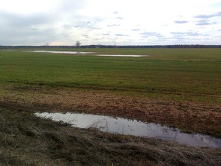 Поле,лужи,травы.. (My}{@)