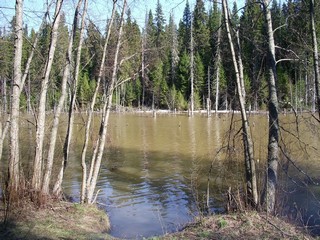 Зяблецы. Пруд. (kuuziku)