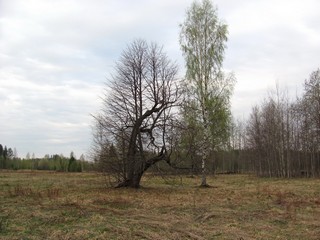 Липа фигурная, б/д Степанки (Дмитрий Зонов)