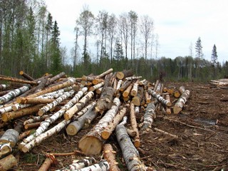 На вырубке (Дмитрий Зонов)