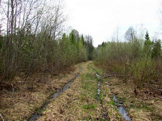 Здесь ходят только кабаны и лоси (Дмитрий Зонов)
