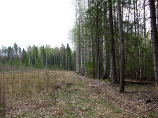 У вырубки (Дмитрий Зонов)