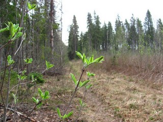 Май (Дмитрий Зонов)