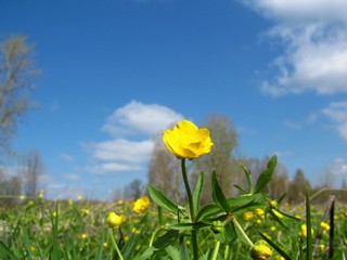 Май у б/д Перехватовы (Дмитрий Зонов)