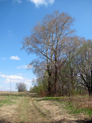 Тополя б/д Сырчины (Дмитрий Зонов)