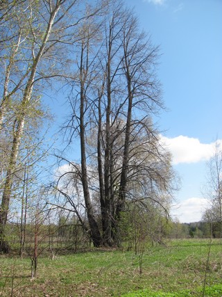 Вековая липа в Сырчиных (Дмитрий Зонов)