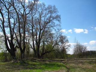 Бывшая улица д.Сырчины (Дмитрий Зонов)