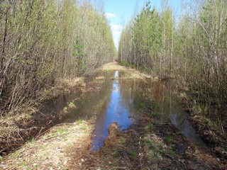 Среди берёзовых джунглей (Дмитрий Зонов)