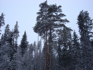 Пригороды пос. Даровской (Zagurskij)