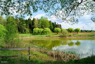 Ивы у пруда. (Rusinoff)