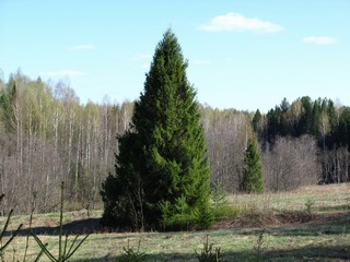 Ёлочка нарядная (Дмитрий Зонов)