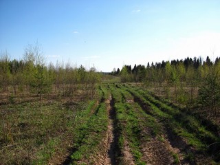 Зарастающее поле у Тиминцев (Дмитрий Зонов)