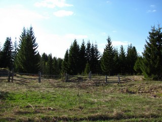 Лог у д.Тиминцы (Дмитрий Зонов)