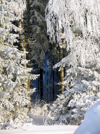 Magic Forest (Сергей К)