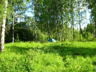 Под берёзками (Дмитрий Зонов)