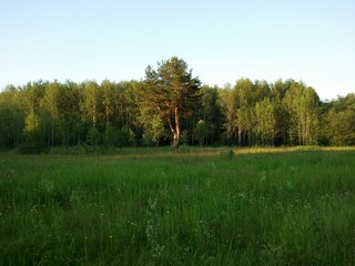 Сосна. Место для отдыха ДСК Киров (Pavel Ermolaev)