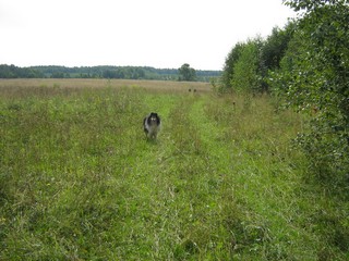 Ремешёвское поле (Lex67)