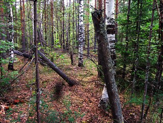 Некогда забор на зоне (Денис Логиновский (denlog))