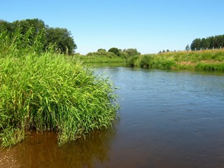 Река Быстрица, июль (Дмитрий Зонов)