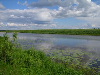 Пижма (LacunaNS)