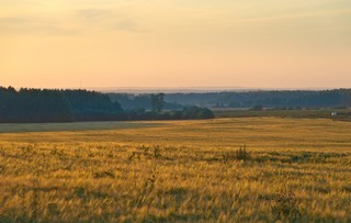 Поле (Andreev Kostyan)