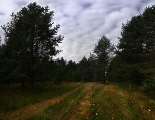 Лесная дорога (Ольга Цешнатий)