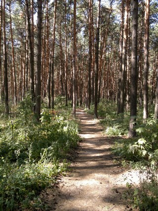 Как бы парк (Александр Царегородцев)