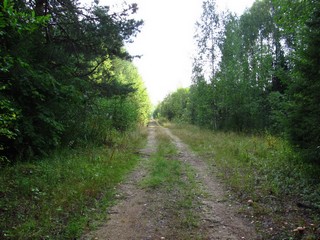 Дорога к р.Летке (Дмитрий Зонов)
