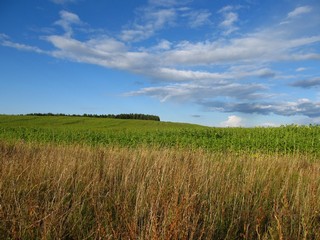 Подсолнухи (Дмитрий Зонов)