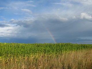 Радуга над подсолнухами (Дмитрий Зонов)