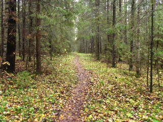 Тропинка к б/д Самодуровщина (Дмитрий Зонов)