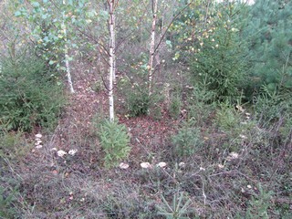 Ведьмин круг (Александр Печеницын)