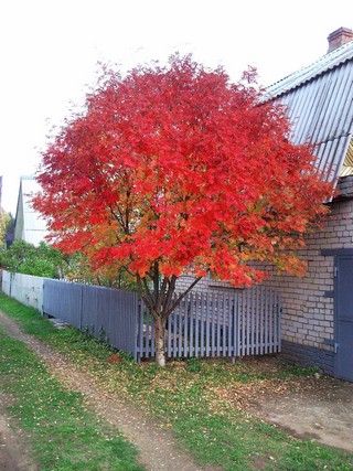 Моя рябина (Dr. Pol)