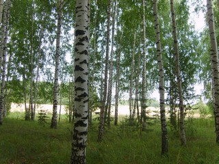 Рыбинский лес (Ksenia Zvereva)