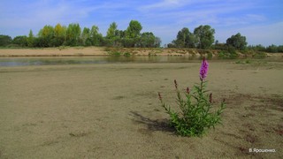 Берег Кильмези.2011. (V.Yarochenko)