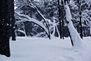 кривляки (Dmitry Ovchinnikov)
