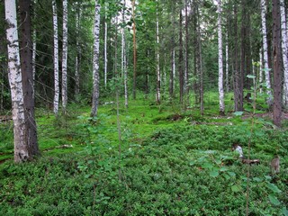 Лес (Eugene Sky)