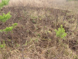 Кабанчики порылись (hlyn)