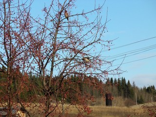 Свирестели прилетели (Дмитрий Зонов)