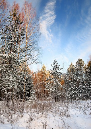 урочище Бараки 132 километр (Денис Логиновский (denlog))