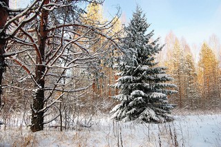 В районе урочища Бараки 132 километр (Денис Логиновский (denlog))