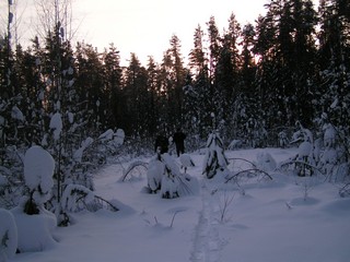 зимние джунгли (doctor A)