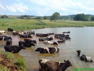 д.Багыр (Liverpool fan)
