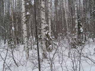 около Ешей (doctor A)