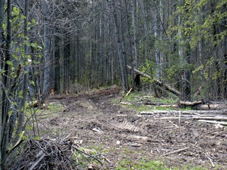 Лесовозная (vjiki)